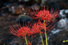 花散歩彼岸花開花5