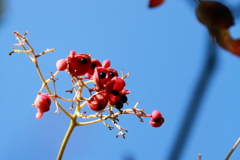 里山の植物ゴンズイの実１