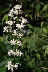 花散歩ヤブミョウガ3
