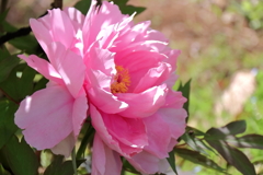 花散歩牡丹５