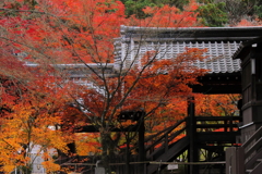 晩秋の真如堂８