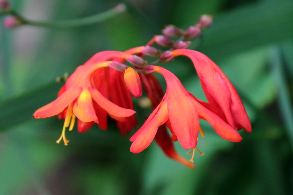 花散歩ヒメヒオオギスイセン２