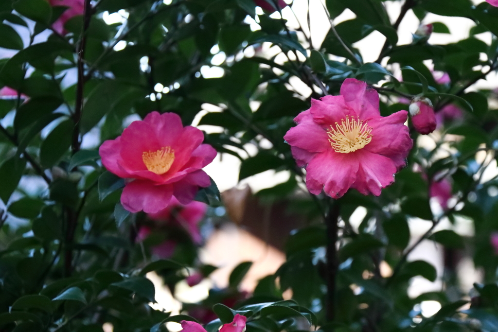 花散歩さざんか今も１