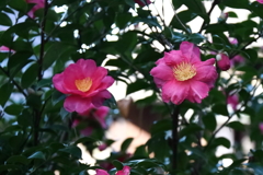 花散歩さざんか今も１