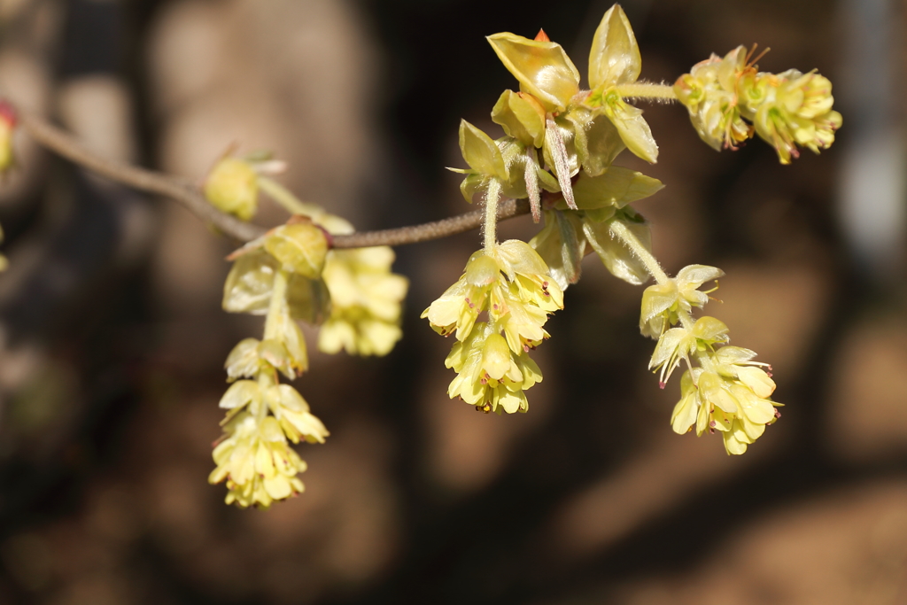 春、植物園12トサミズキ