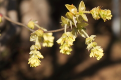春、植物園12トサミズキ