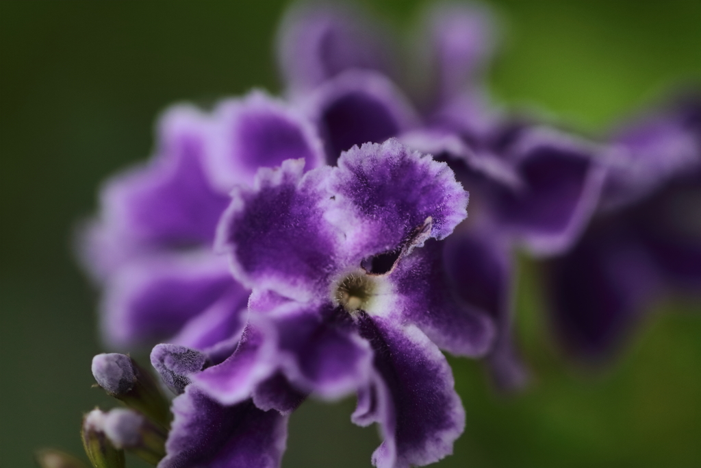 デュランタタカラヅカ２