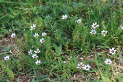 里山散歩ニワゼキショウ