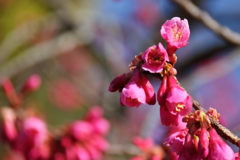 寒緋桜咲く２