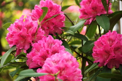 春　シャクナゲ