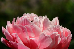 コーラルチャーム