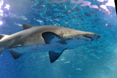 Shark1