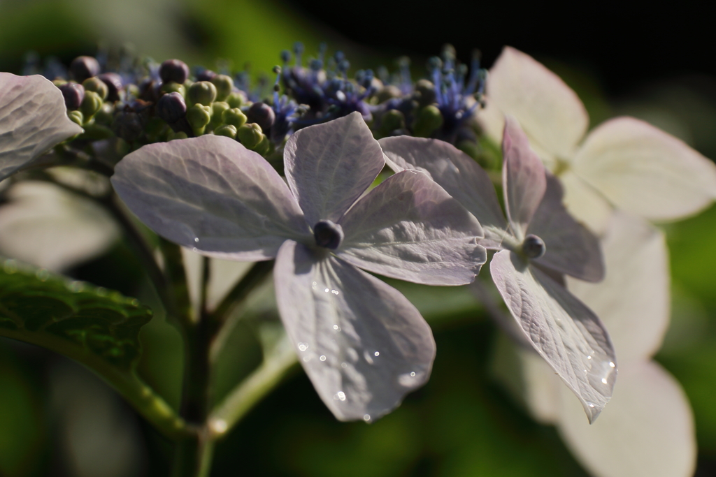 雨上がりの午後１