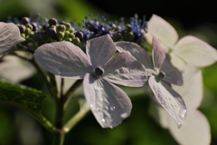 雨上がりの午後１