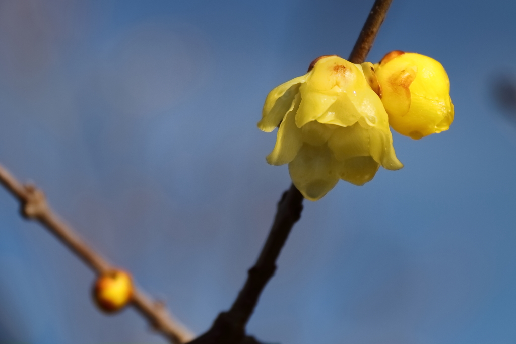 まだロウバイ１