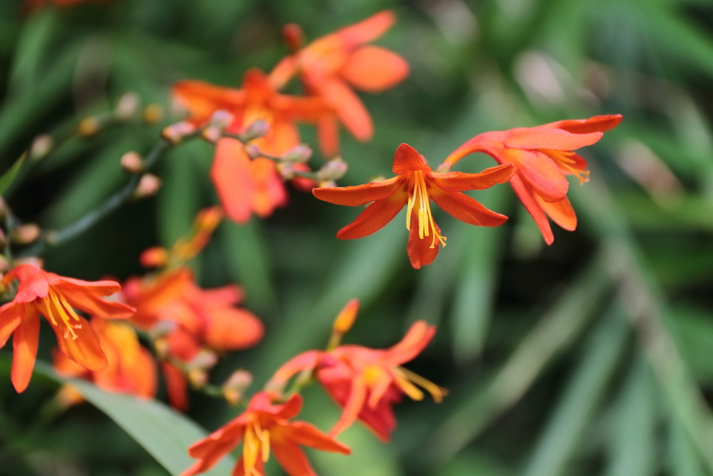 ヒオウギスイセン１