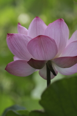 天上の華１