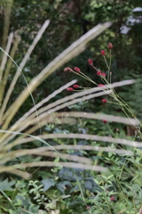 ススキの向こう