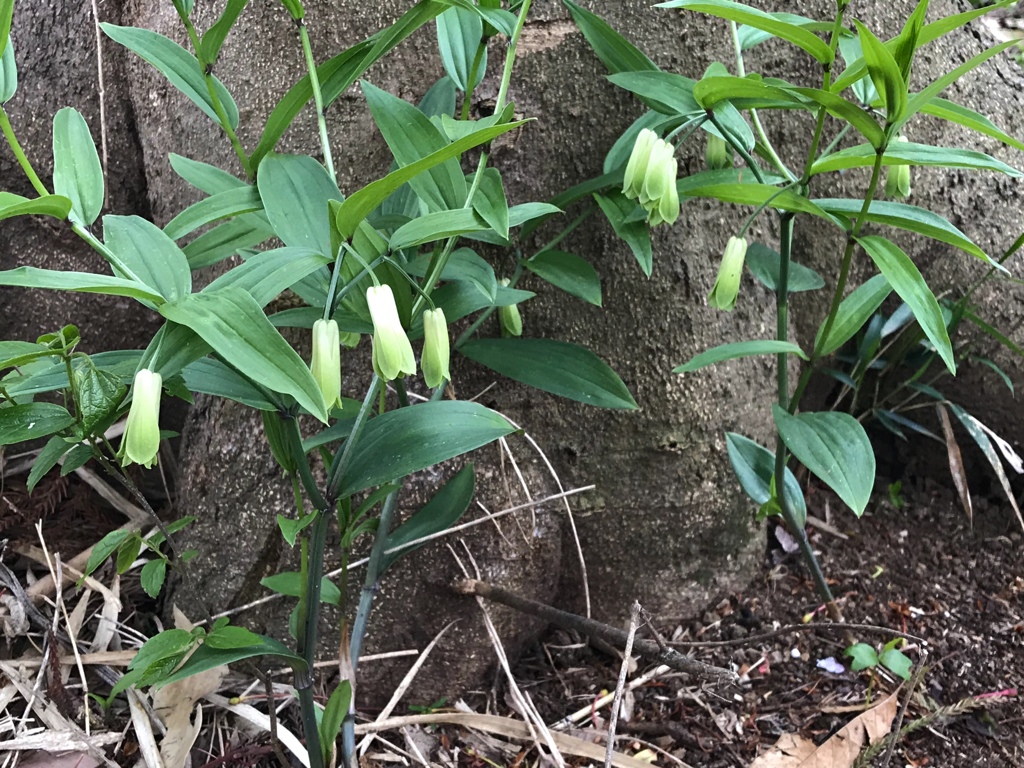 ホウチャクソウ