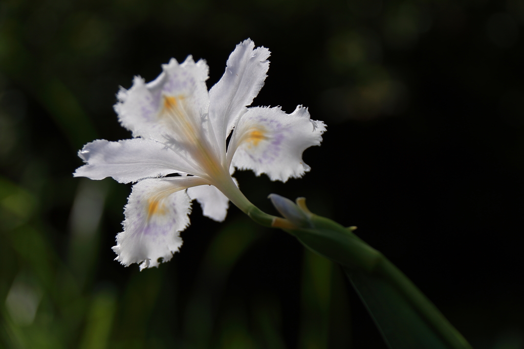 惜春のシャガ３