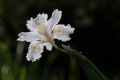 惜春のシャガ３