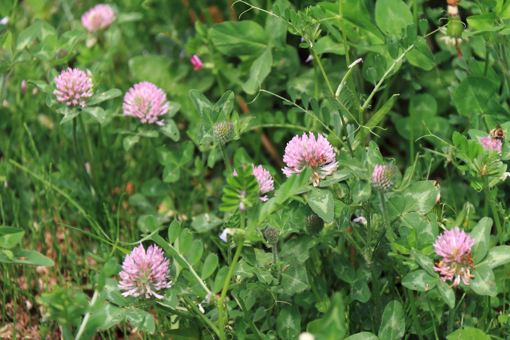 里山散歩アカツメグサ１