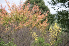 花散歩紅葉と黄葉１