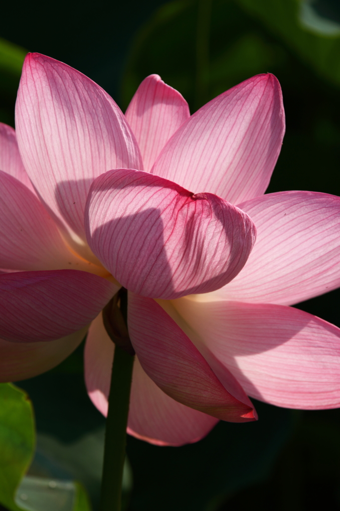 天上花