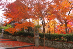 晩秋の真如堂５