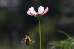 花散歩コスモス１