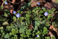 花散歩オオイヌノフグリ