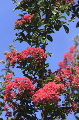 青空に紅