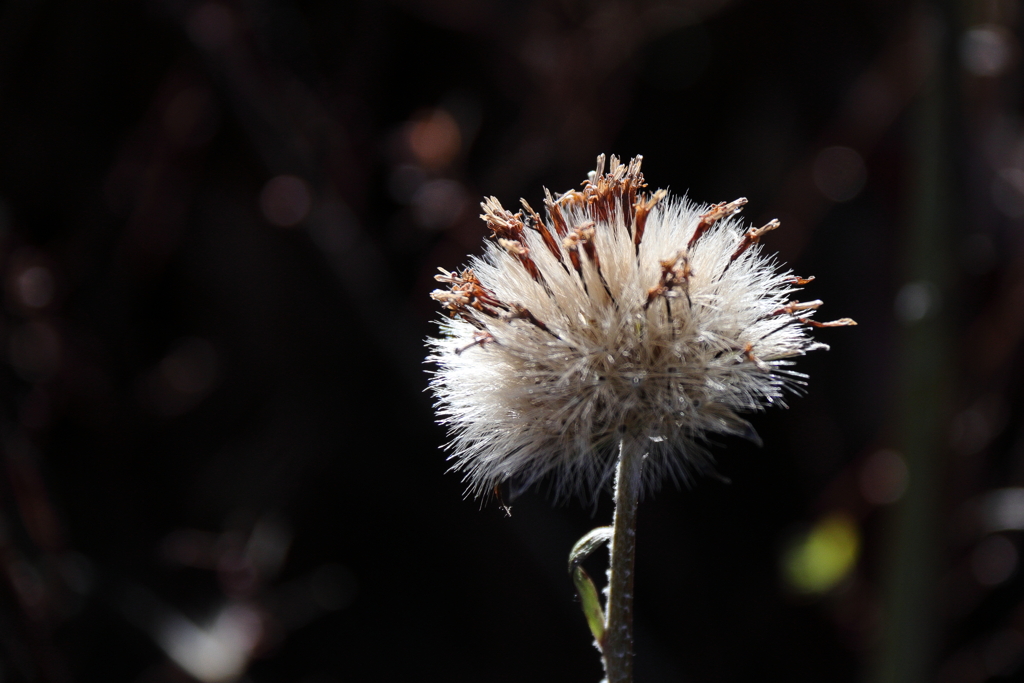 ツワブキの綿毛１