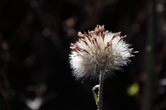 ツワブキの綿毛１