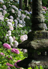 見納めのあじさい３