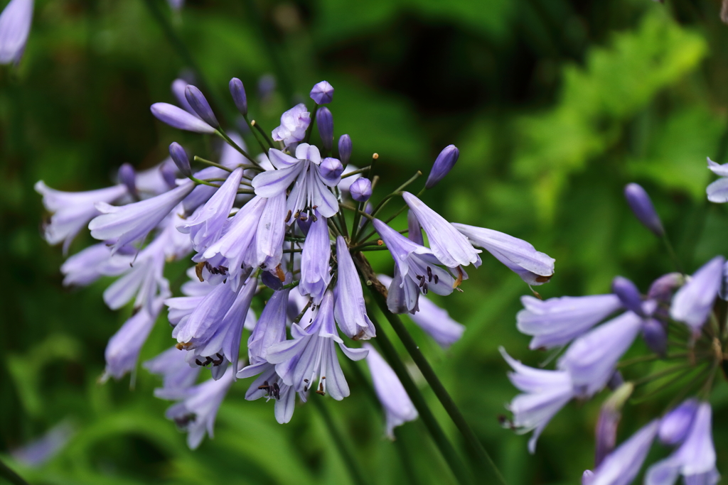梅雨空アガパンサス１