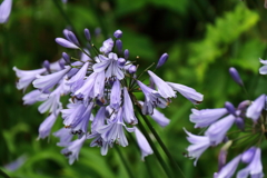 梅雨空アガパンサス１