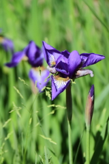 公園花壇あやめ３