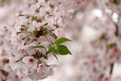 葉桜始め