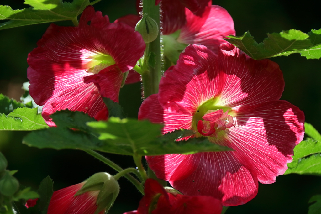 花散歩深紅のタチアオイ１