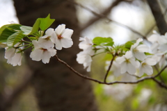 葉桜へ１