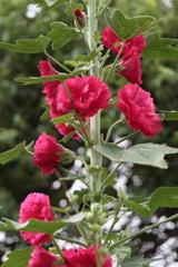 深紅のタチアオイ