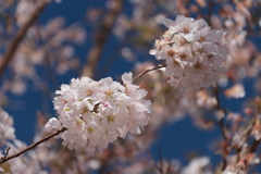 植物園から「春めき桜」１