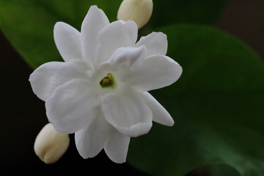 ジャスミン開花３