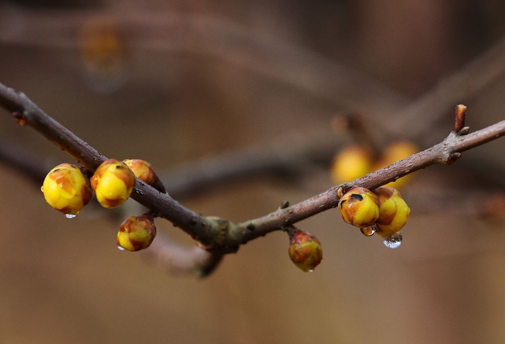 浅春雨滴３
