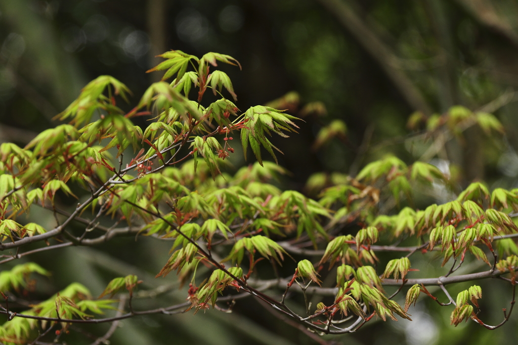 若葉いずる頃３