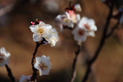 白梅ほころぶ頃５