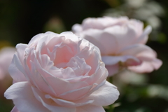 秋バラ「花ぼんぼり」２