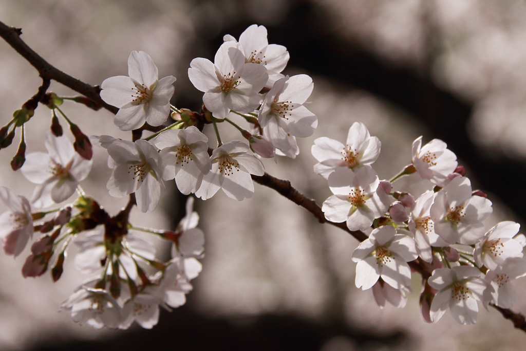 桜が咲いた４
