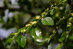 花散歩ナツメ１